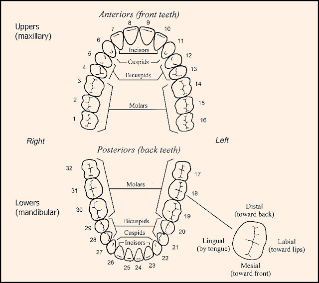 What are 14 Dental Points