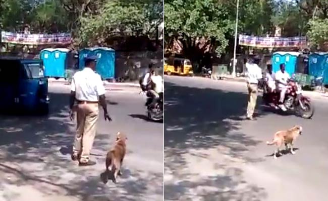 dog-follows traffick police