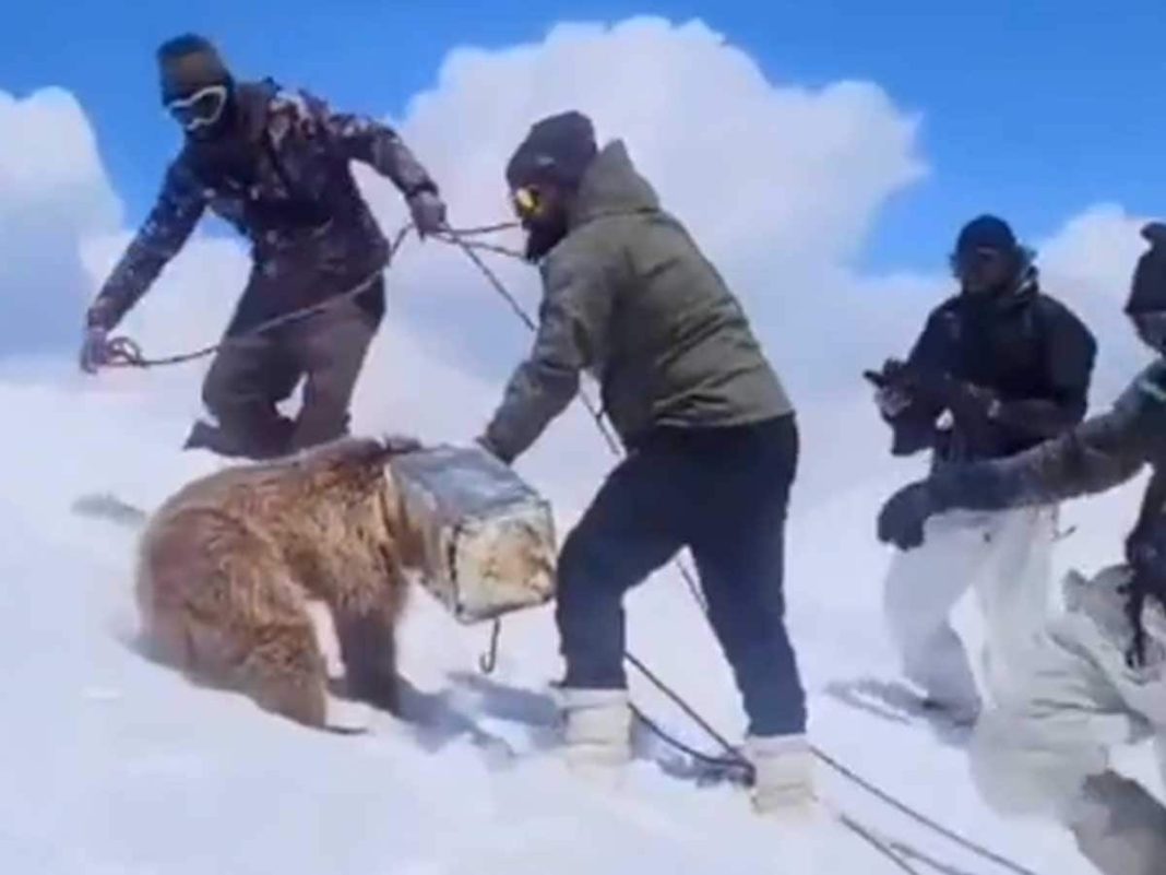 Indian Army Performs Heartwarming Rescue of Himalayan Brown Bear Cub Trapped in Tin Canister