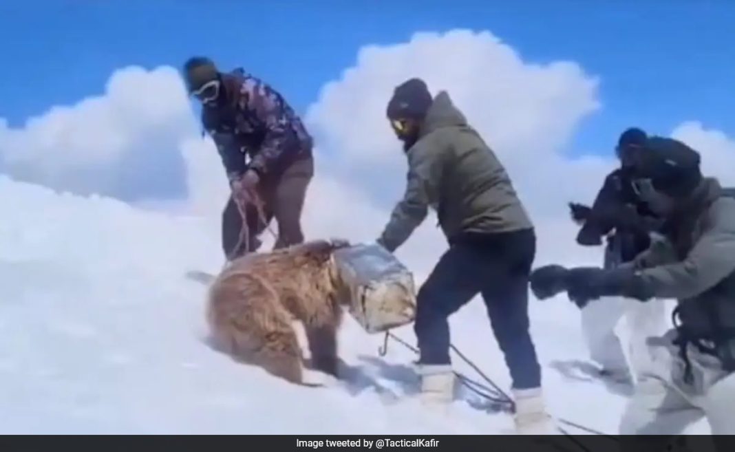 Indian Army Soldiers Rescue Distressed Brown Bear Cub, Earn Praise on Social Media