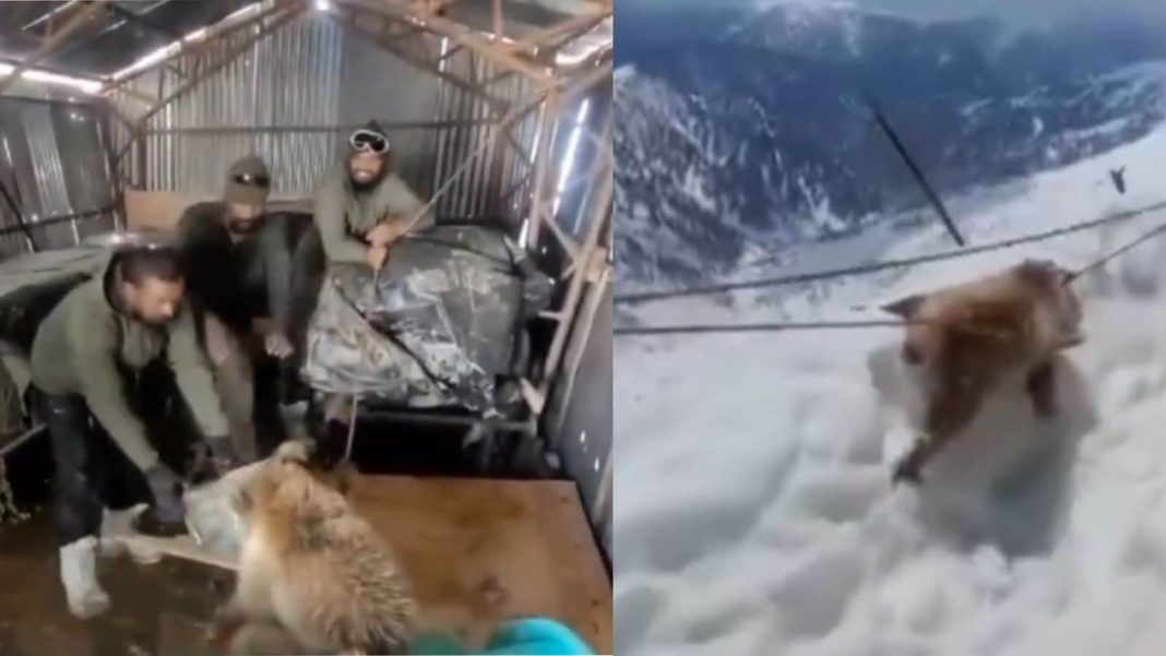 Indian Army's Snowy Rescue Mission: Soldiers Save Trapped Himalayan Brown Bear Cub.