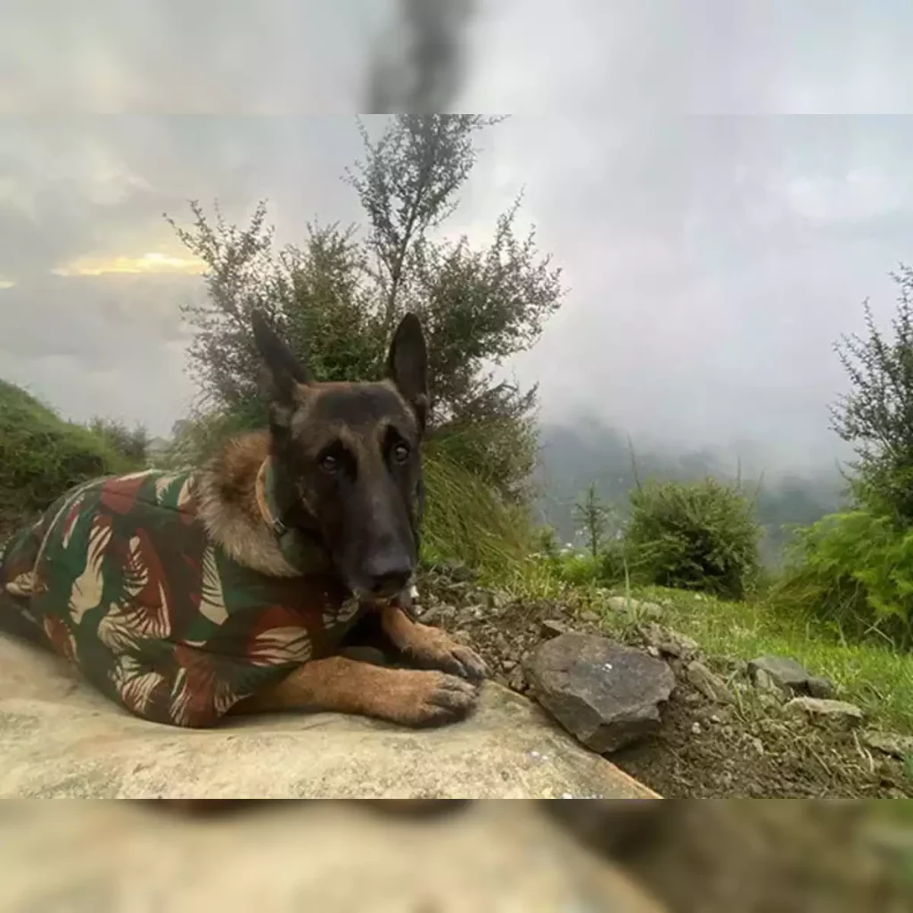 jammu encounter cost army its phantom canine warrior died trying to protect troops