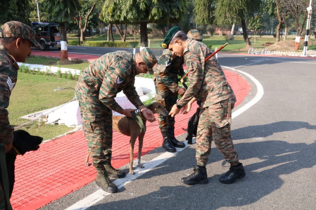 Indian Army Dog Teena